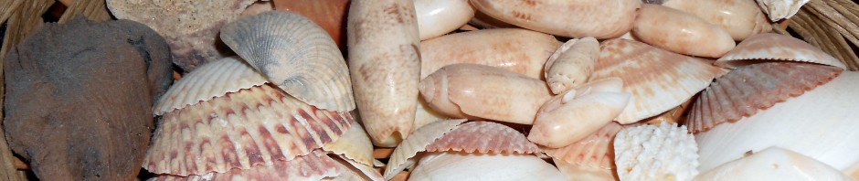 Snagging Sea Shells at the Seashore